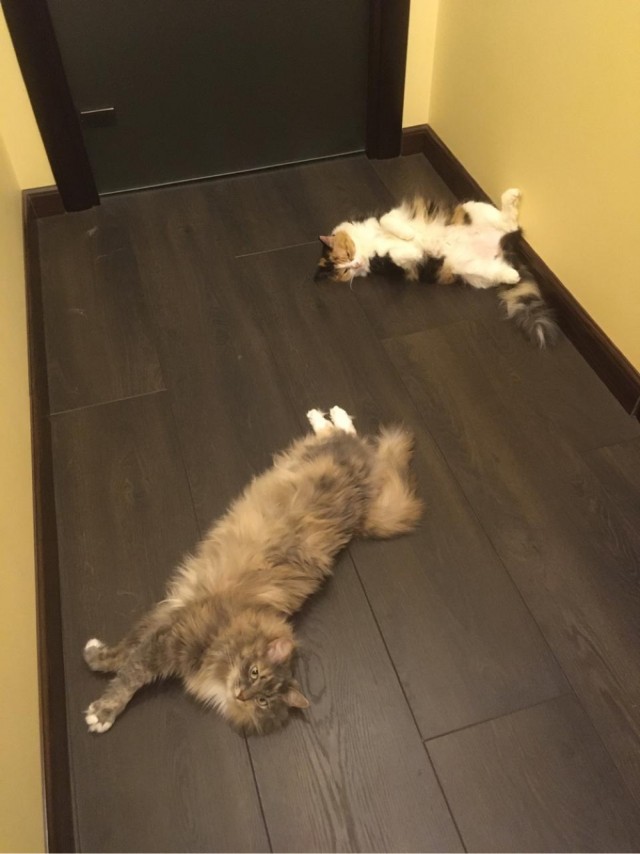 Котовторник 17.11.20