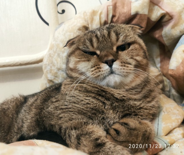 Последний котовторник 2020 года