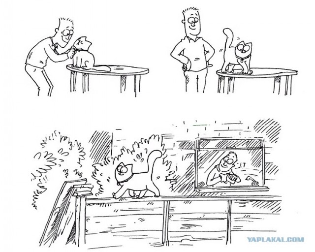 Новая порция кота Саймона