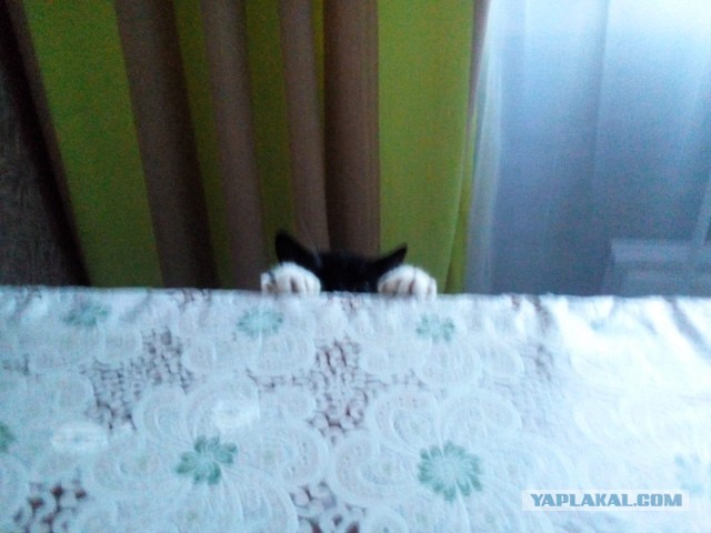 История одного котенка