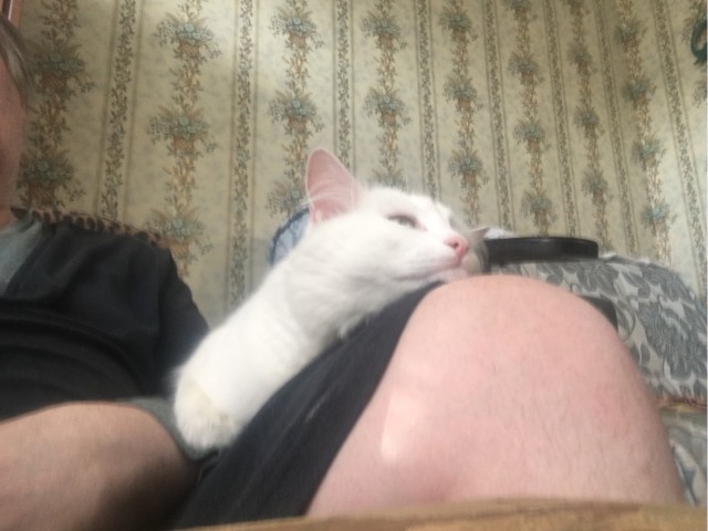 Котовторник же!