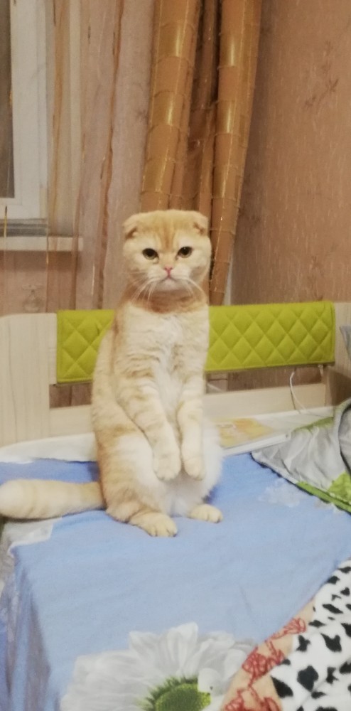 Даешь котовторник!