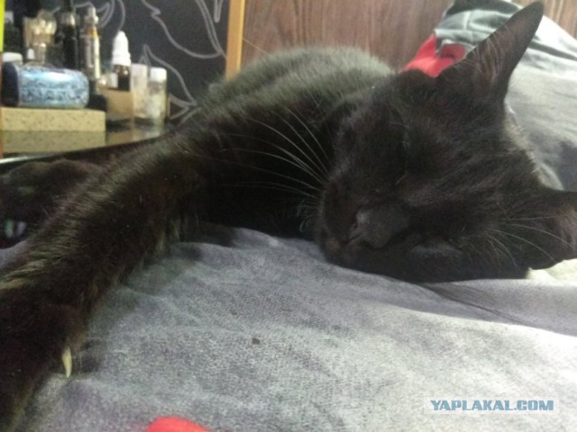Даешь котовторник!