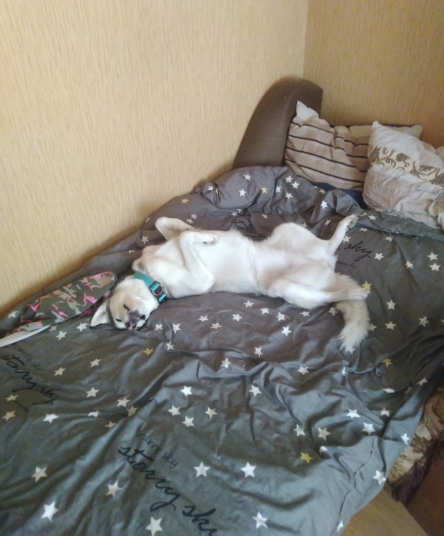 Собакены