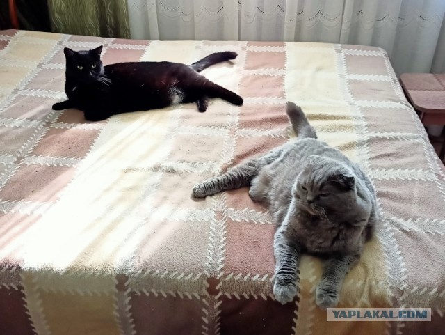 Хвалитесь своими кошечками