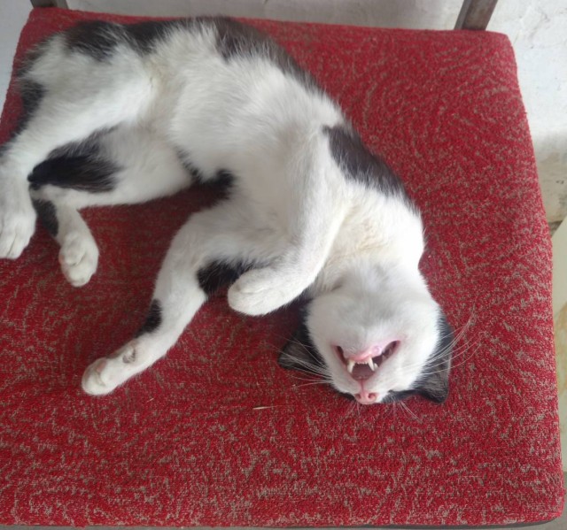 Котовторник (свои добавляем)