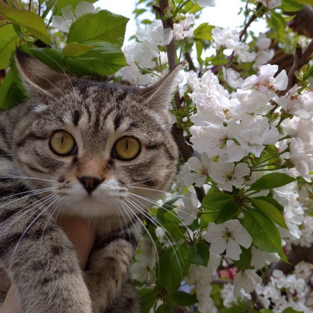 Разные котики