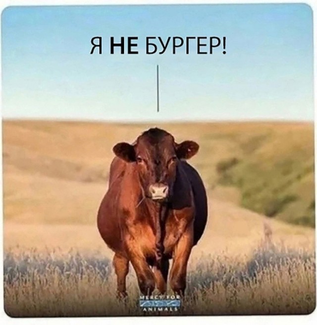 Картинки из рабочего чата 13.11.21