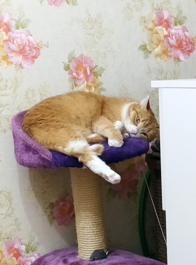 Что-то котовторник никто не начинает...