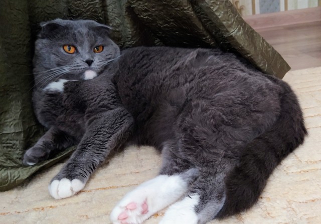 Котовторник вроде.