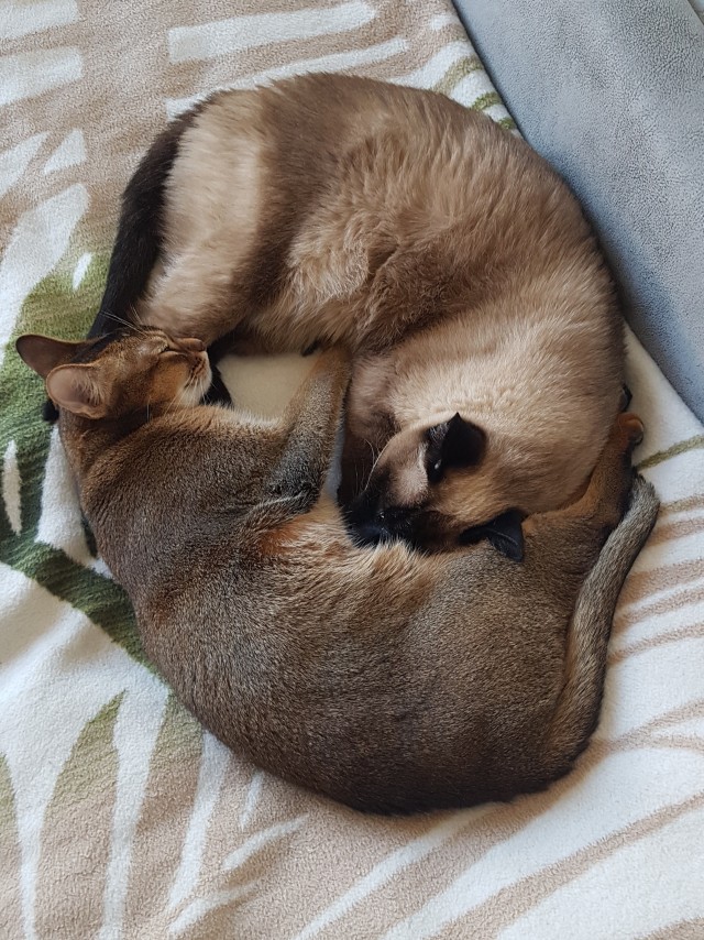 А вот и котовторник 24.05.2022
