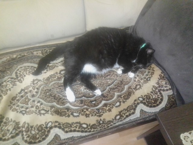 История одного котенка