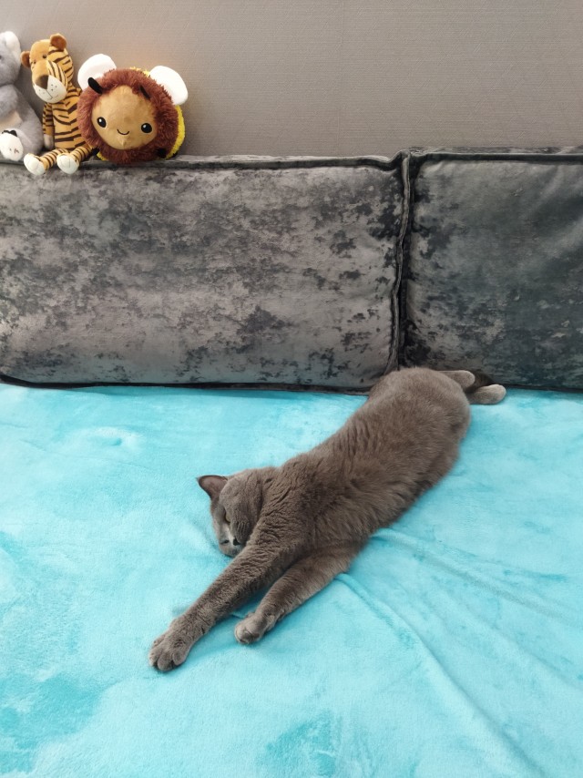Нам годик в котовторник