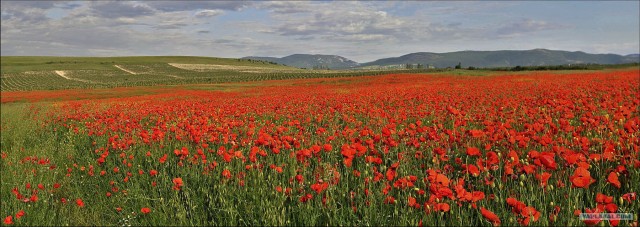 Крым. Змеиная балка. Терень-Джалга.