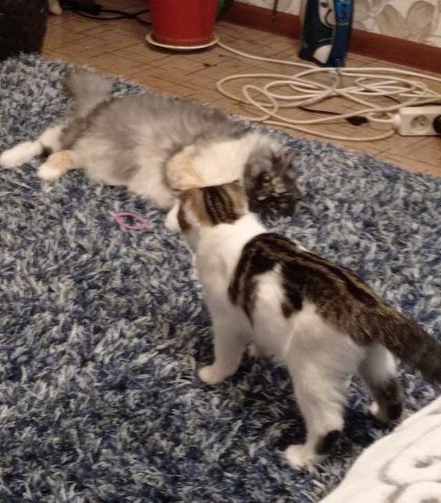 Котовторник 18.10.22