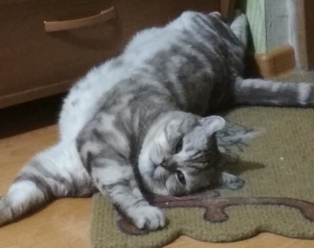 Ветеринар показал породы кошек и собак, которые он никогда бы не взял.