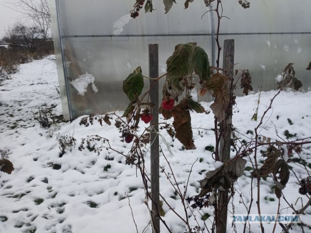 Давно вроде не было... А что у вас за окном