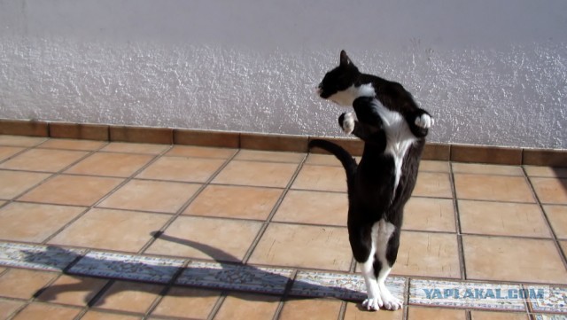 Котовторник 26.03.2013