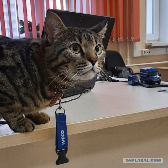 Котейка