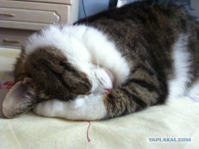 Котовторник 09.04.2013