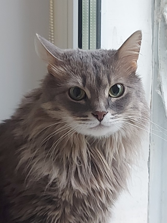 Котовторник! 16+ Коллеги-рабы, отмечаемся, у кого хозяину много лет!
