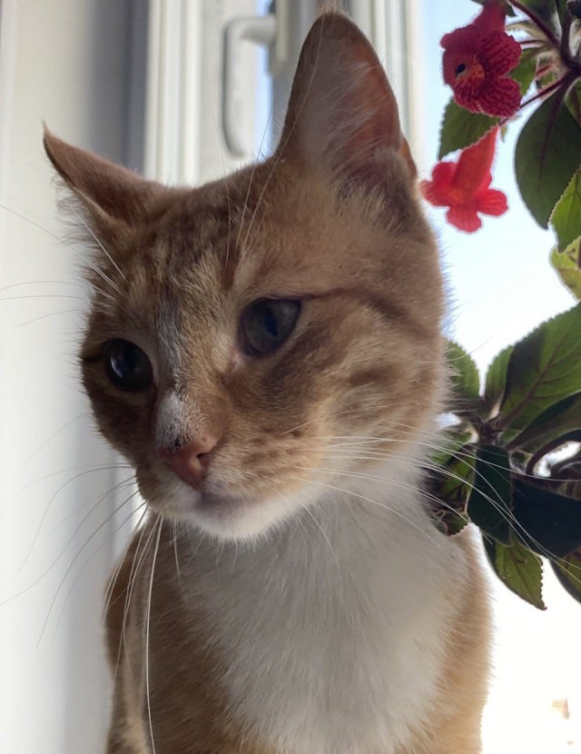 Ищу хозяина кота