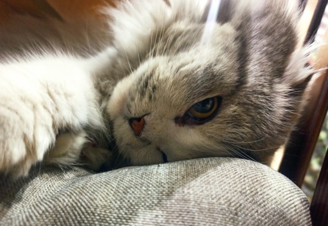 С котовторником ЯПовцы