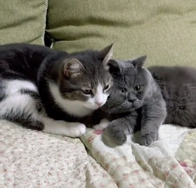 Кот федя косоглазый