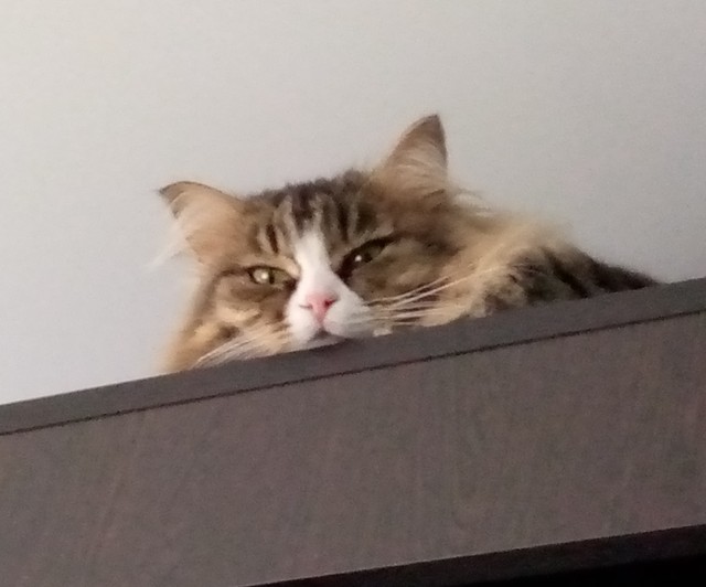 К котовторнику!)