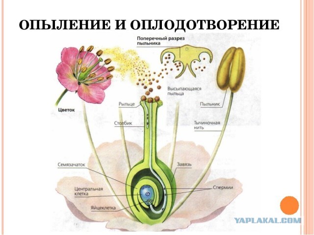 Разводы, аборты, демография. Слишком много прав.