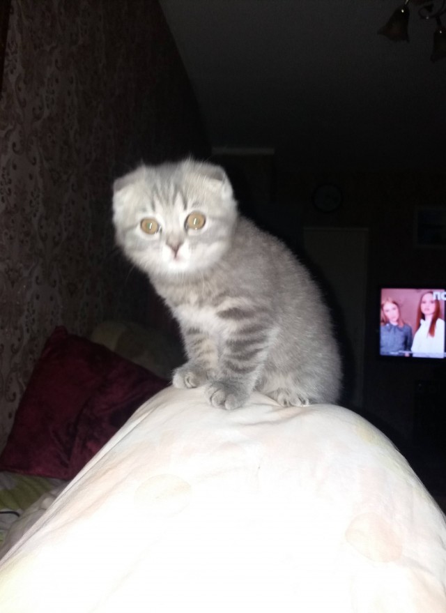 Котовторник 05/11/2024