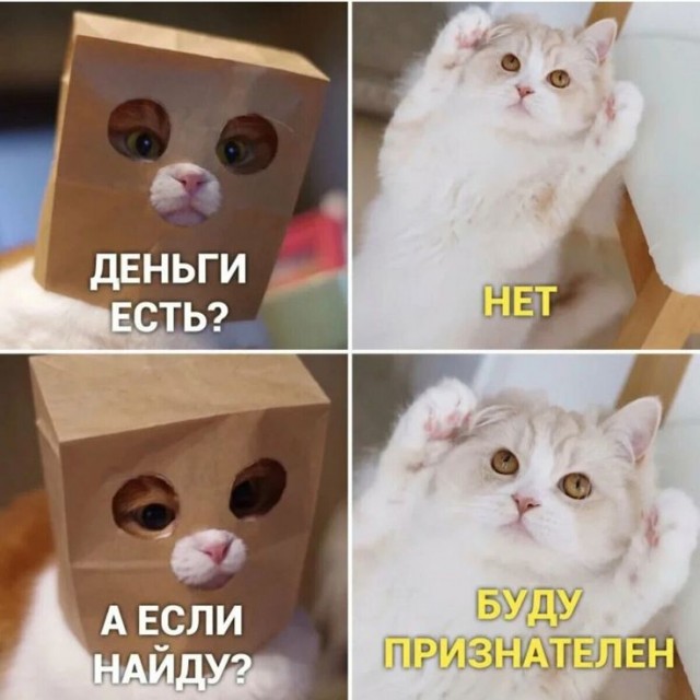 Котовторник в картинках
