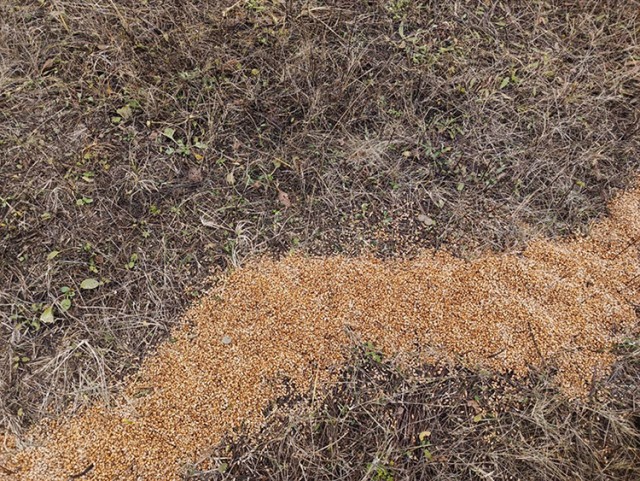 Очумелые Пёрышки. Начало