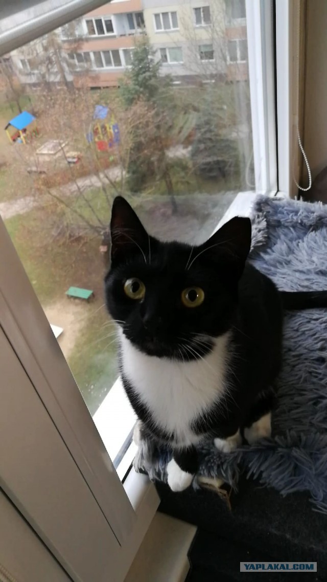 Блин. На меня пацан обиделся!