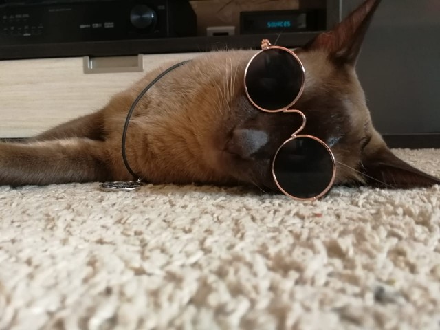 Мое котэ