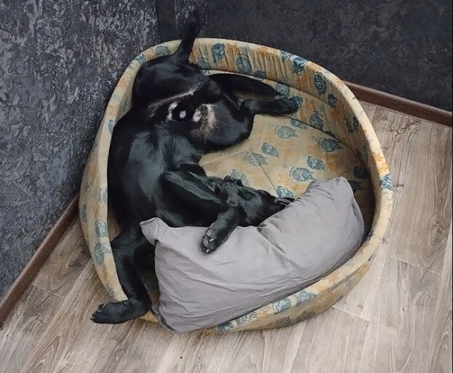 А вы как собак выгуливаете?