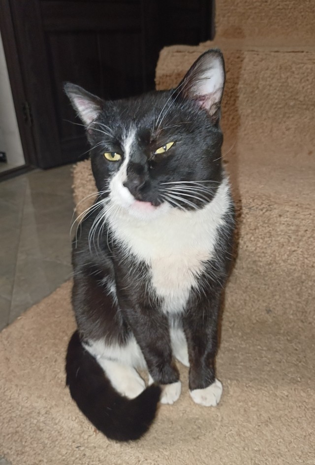 Котовторник!