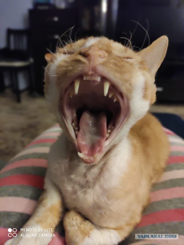 12 самых смешных котов в истории комического конкурса Comedy Pet Photography Awards