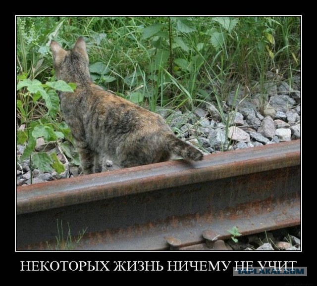Кошки не обучаемы?