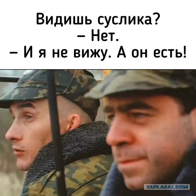 Молодая пара, купив участок, получила неожиданный бонус – колонию желтых сусликов.