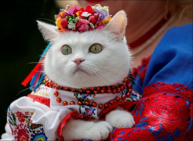 ФотоВинегрет