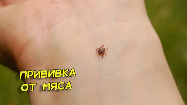 Рыбак больше не может есть шашлык. В России поймали клеща, после укуса которого люди просто не могут есть мясо