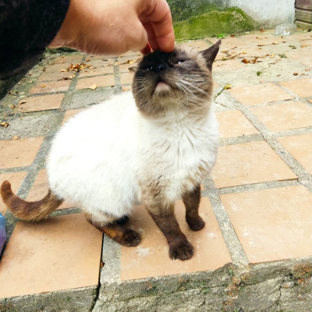 Вторник. Котовторник 28.10.25