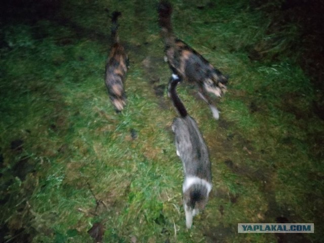 Жизнь домашнего приюта для котеек 565