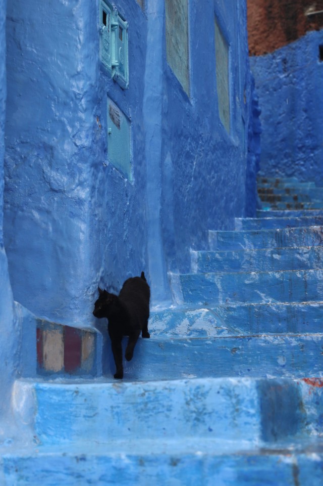 Уличные кошки Марокко