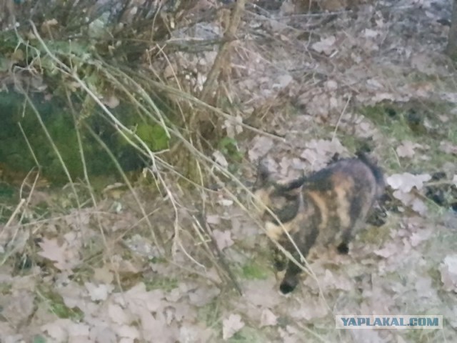 Жизнь домашнего приюта для котеек 575