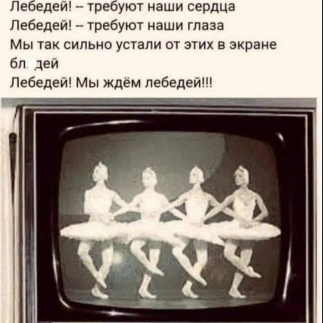 В Финском заливе сняли «танец лебедей»