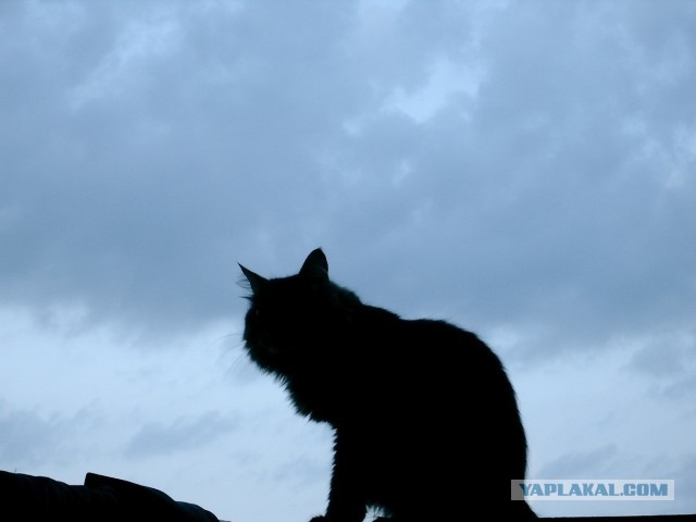 Котовторник 23.07.2013