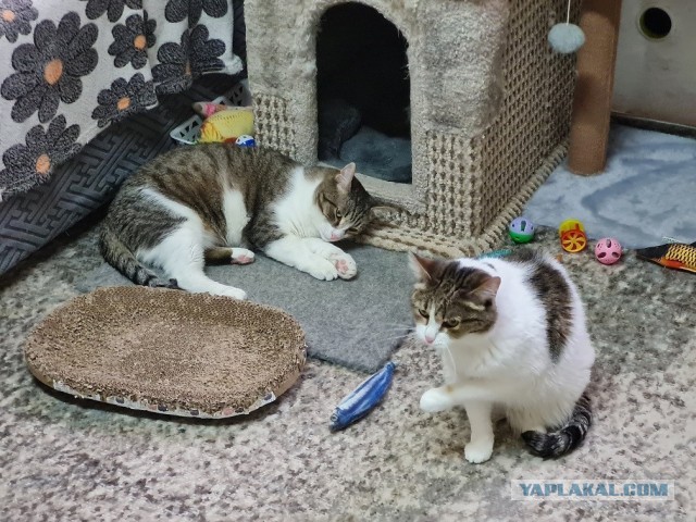 Котиков Вам в ленту