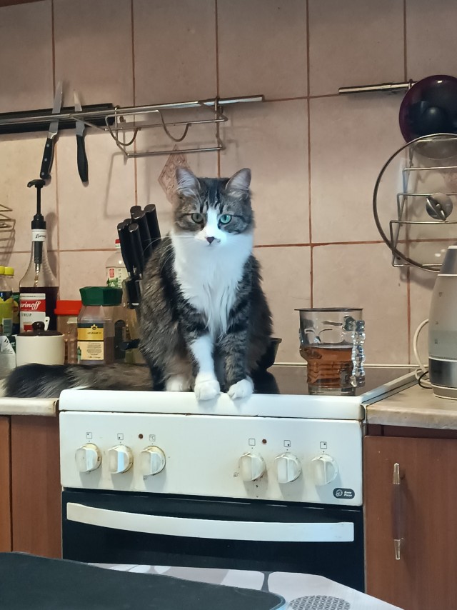 Кошки разные нужны, кошки разные важны